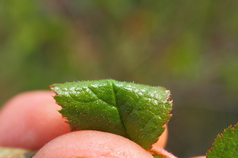 Rosa zalana photo 2