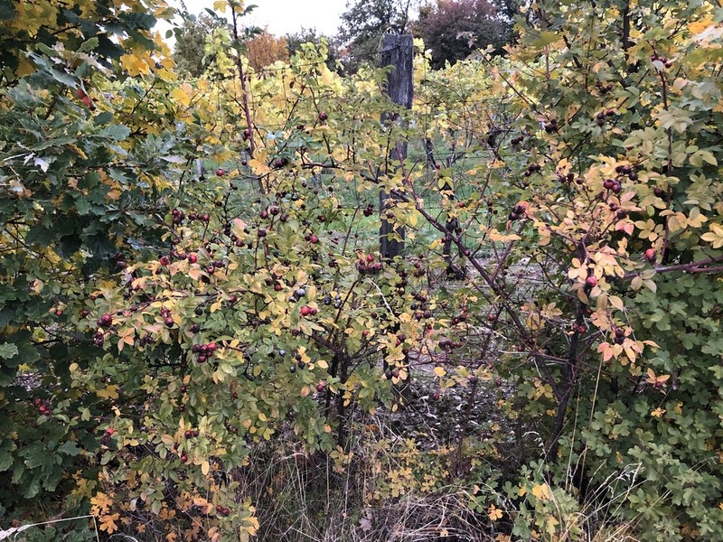 Rosa zalana photo 3