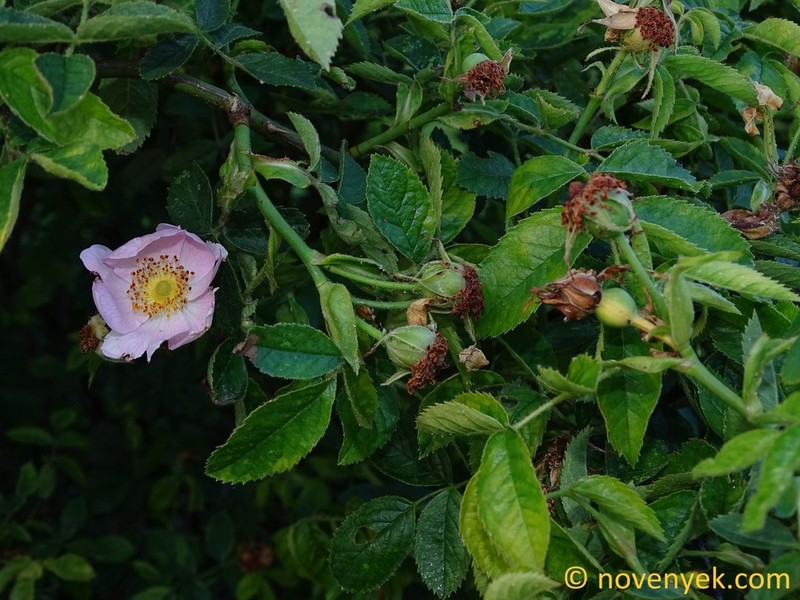 Rosa zalana photo 5