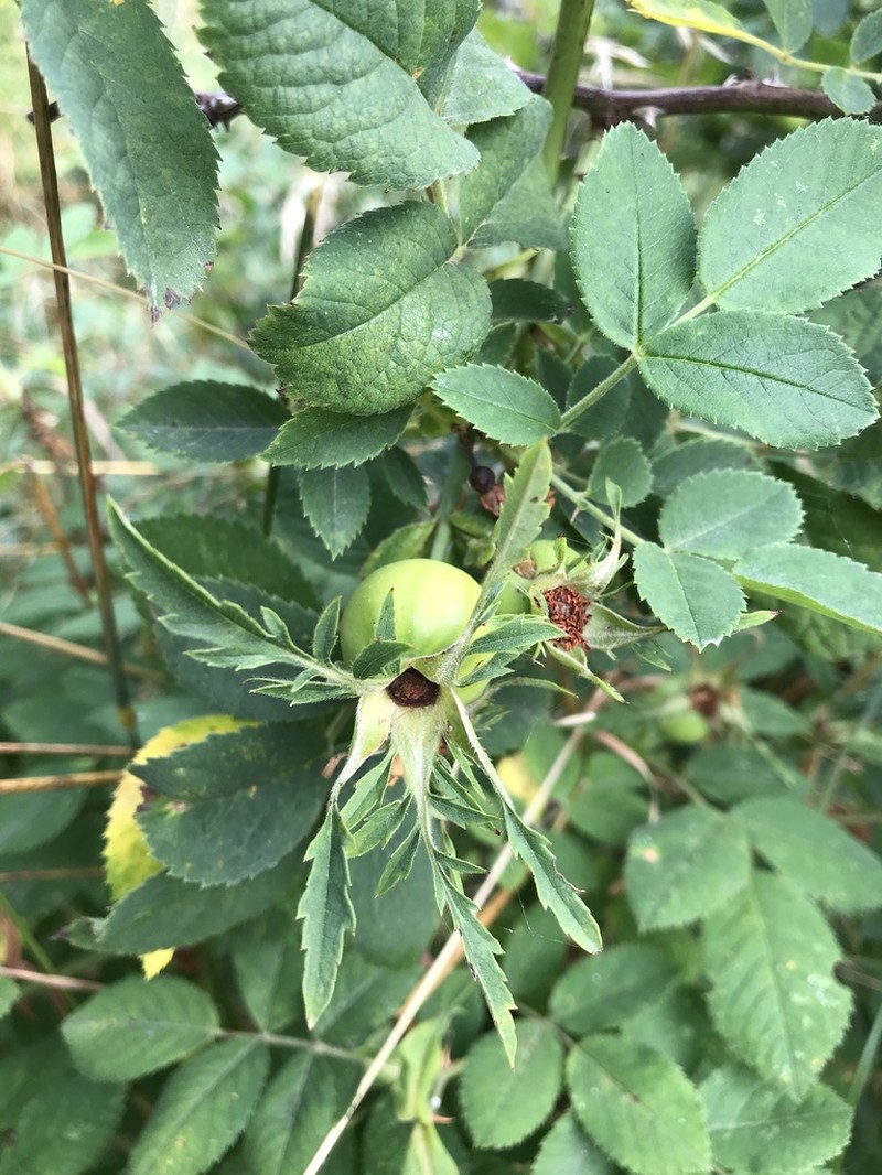 Rosa zalana photo 6