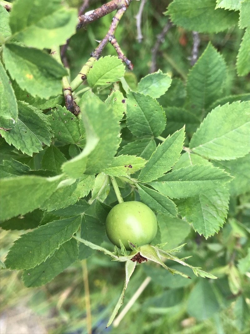 Rosa zalana photo 8