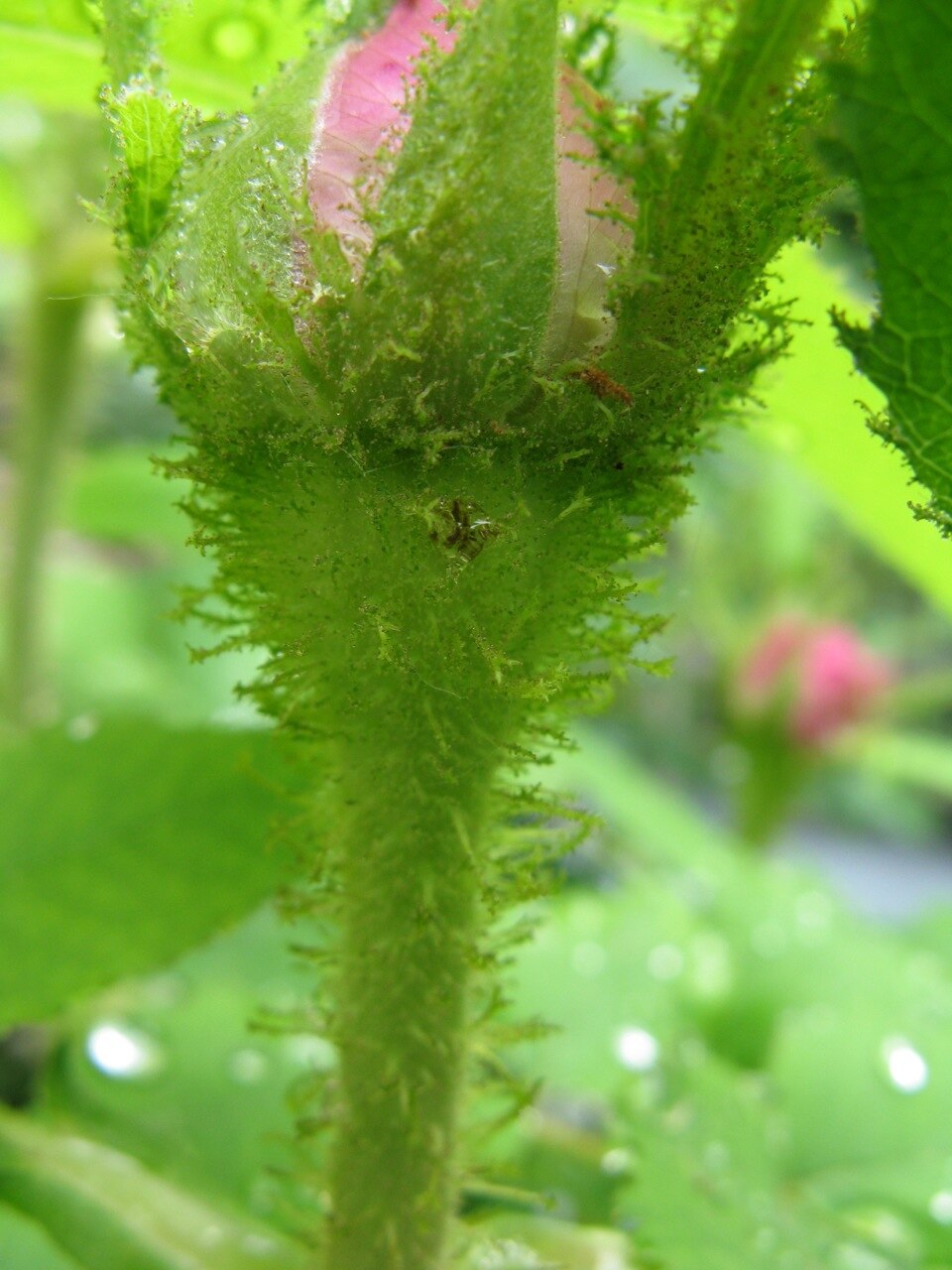 Cabbage Rose photo 7
