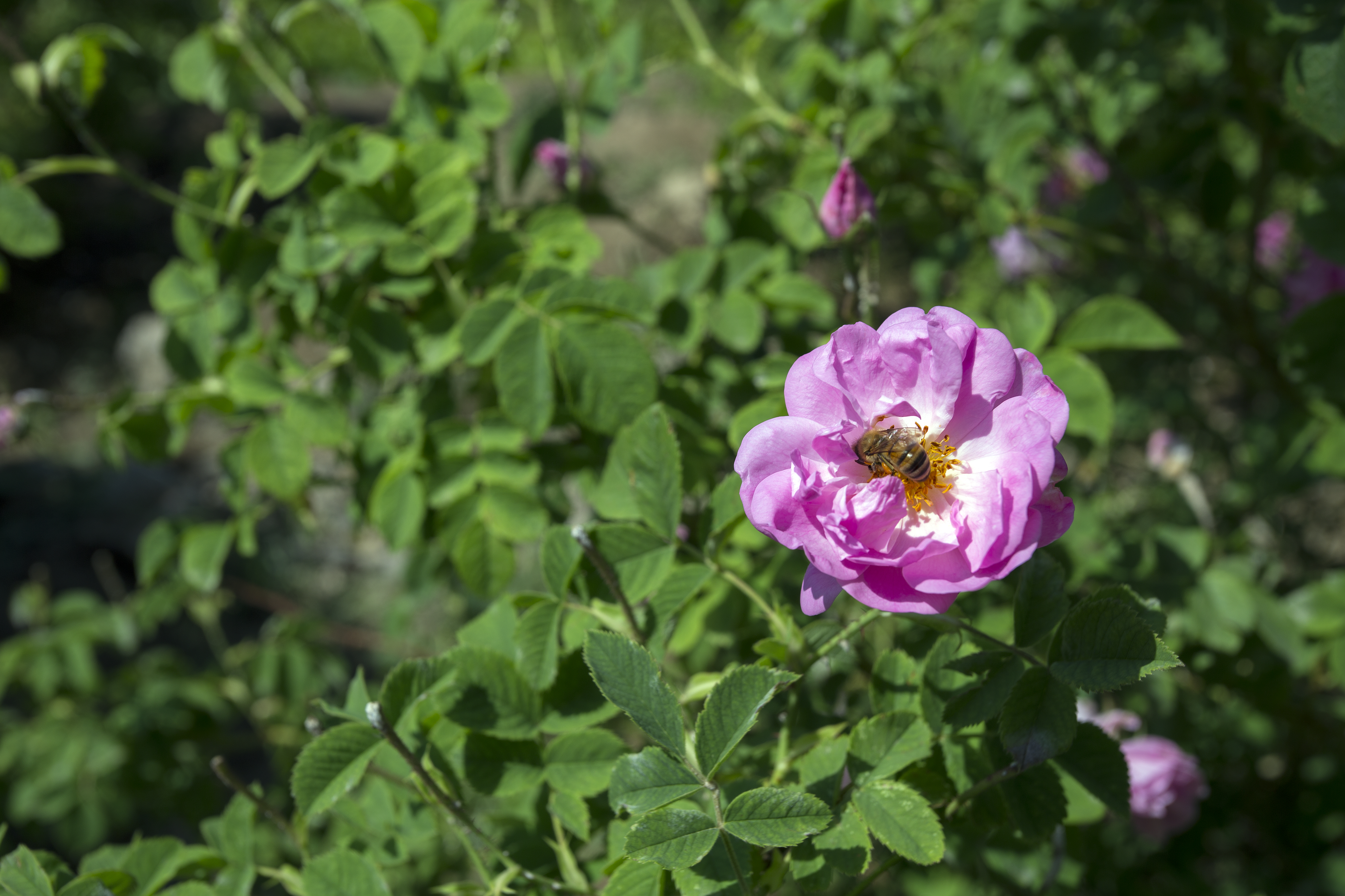Damask Rose