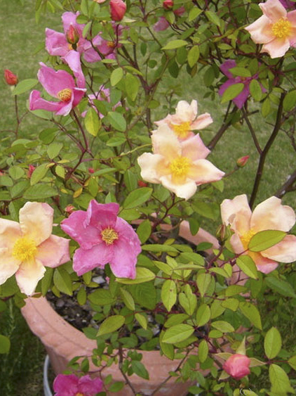 Tea Rose photo 8