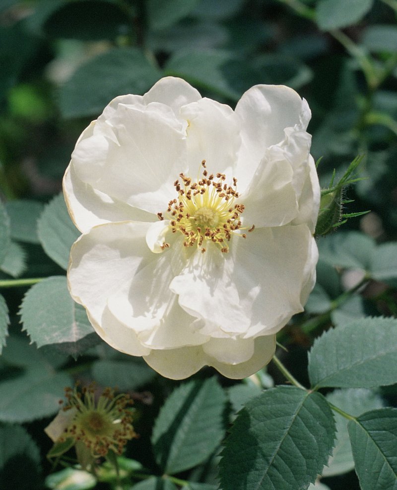 White Rose Of York photo 4