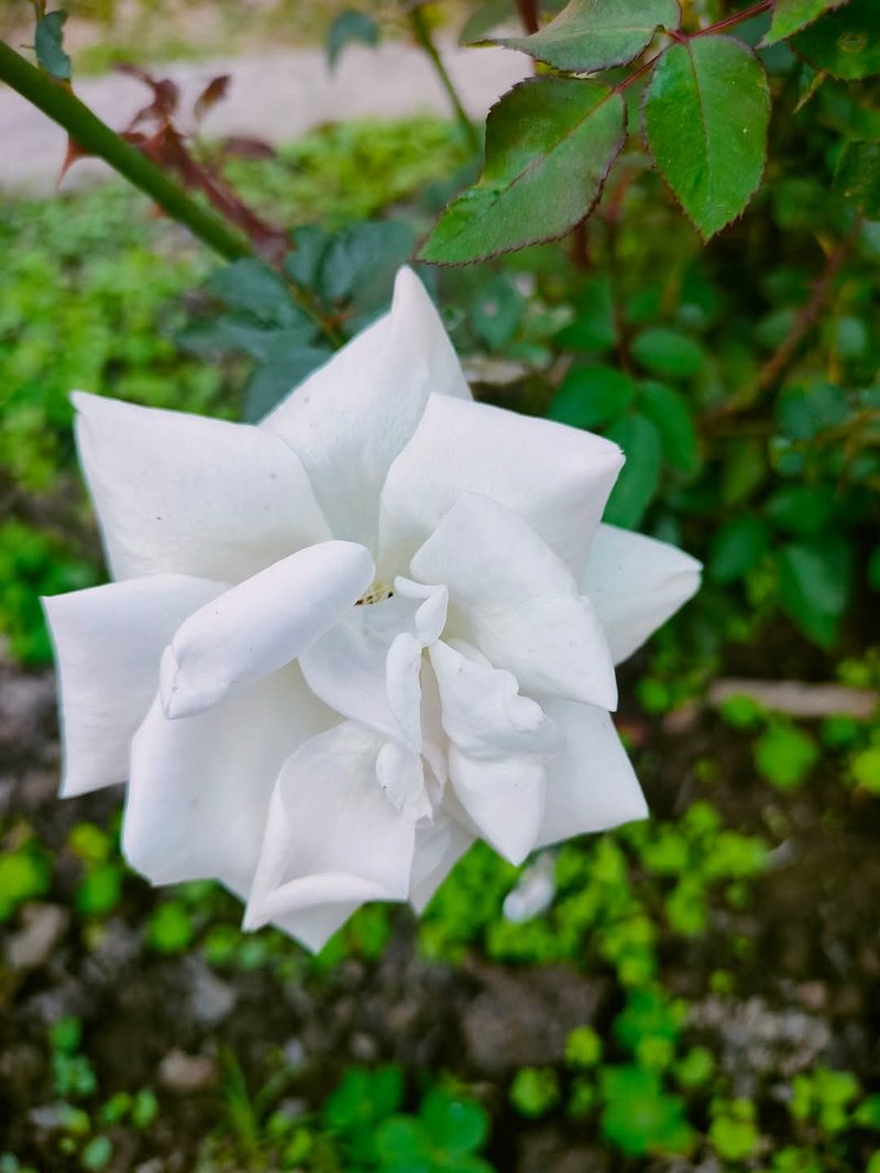 White Rose Of York photo 5