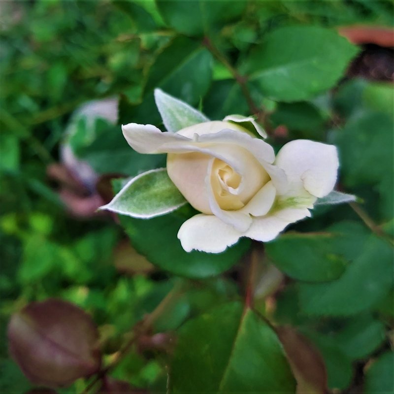 White Rose Of York photo 6