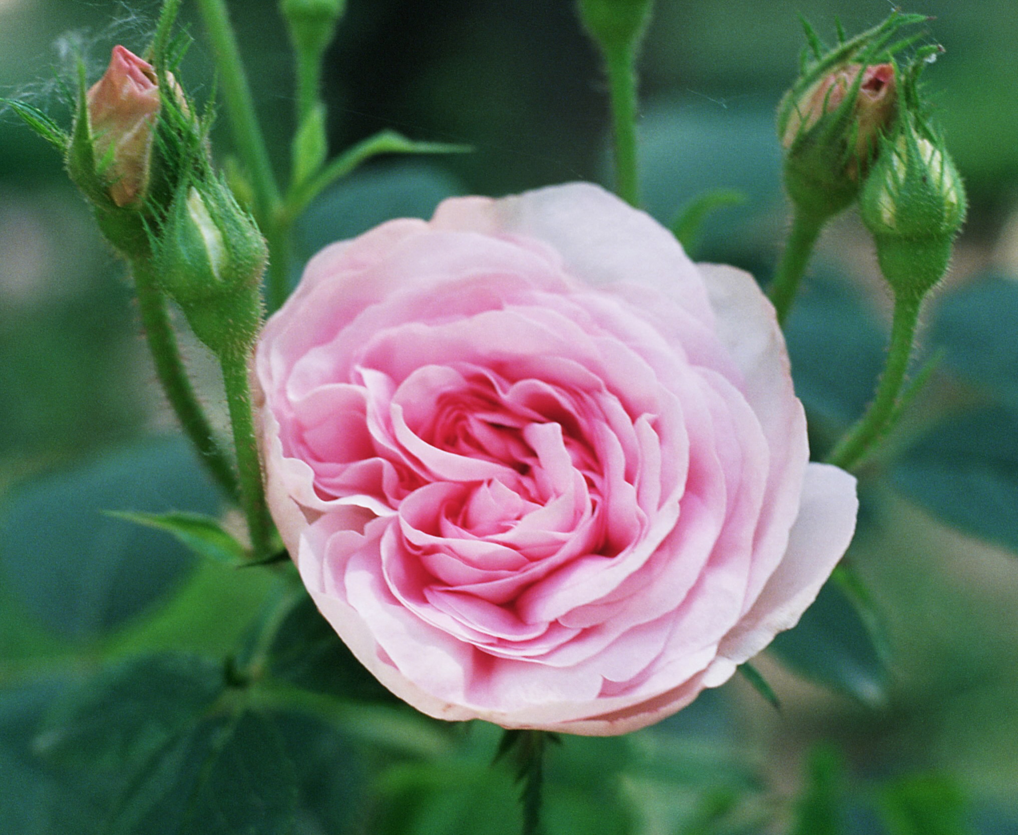 White Rose Of York photo 7