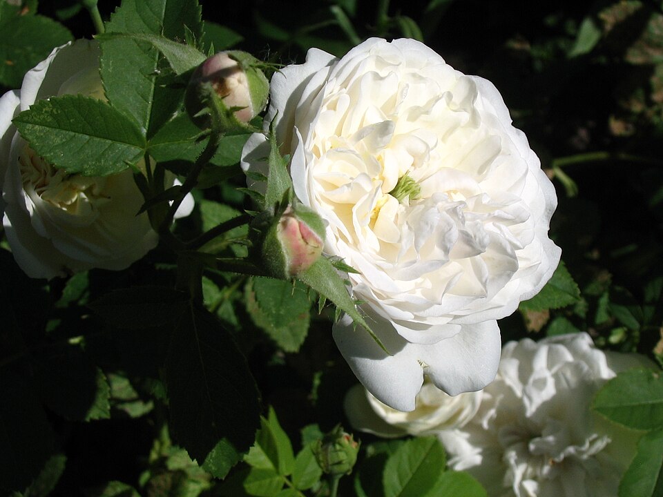 White Rose Of York photo 8