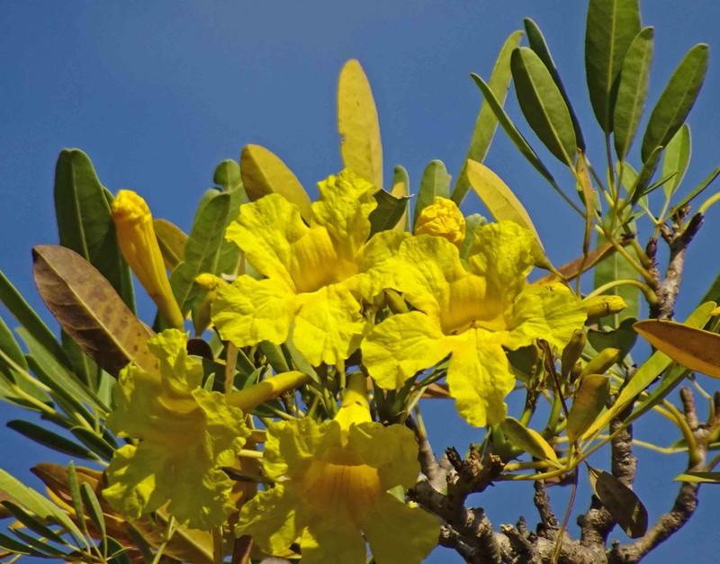 Primavera photo 8