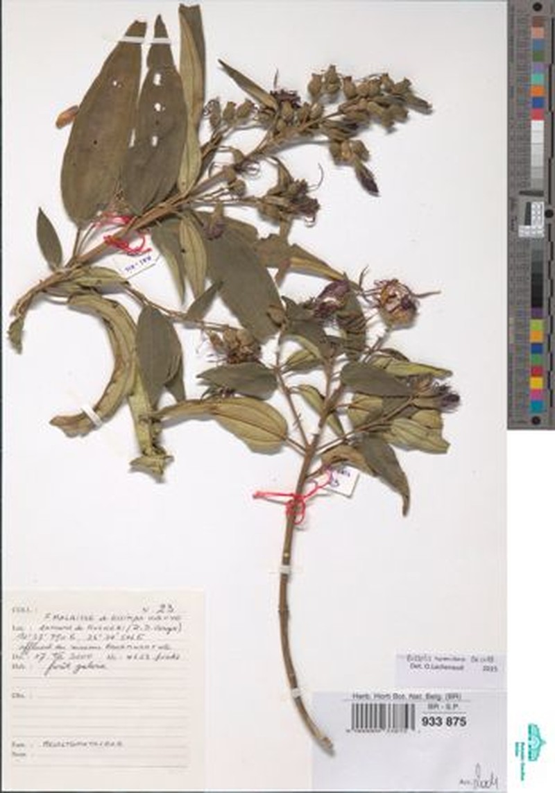 Rosettea aquatica