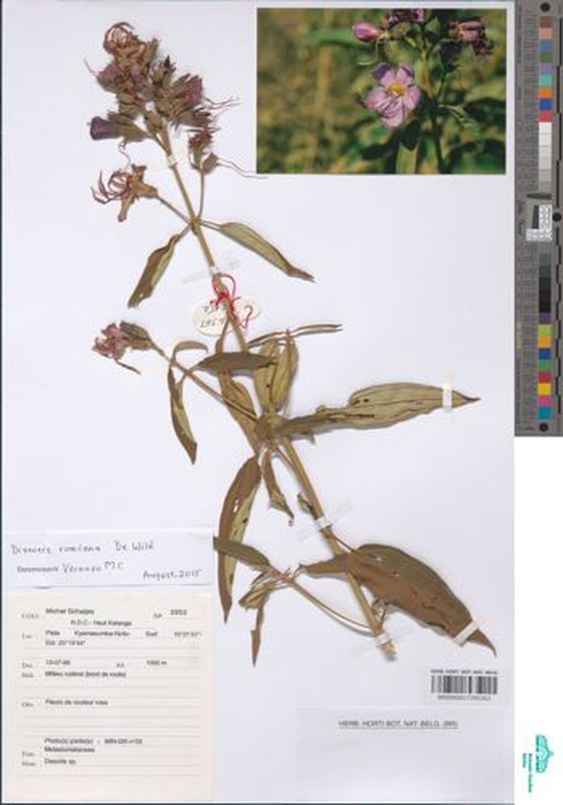 Rosettea aquatica photo 2