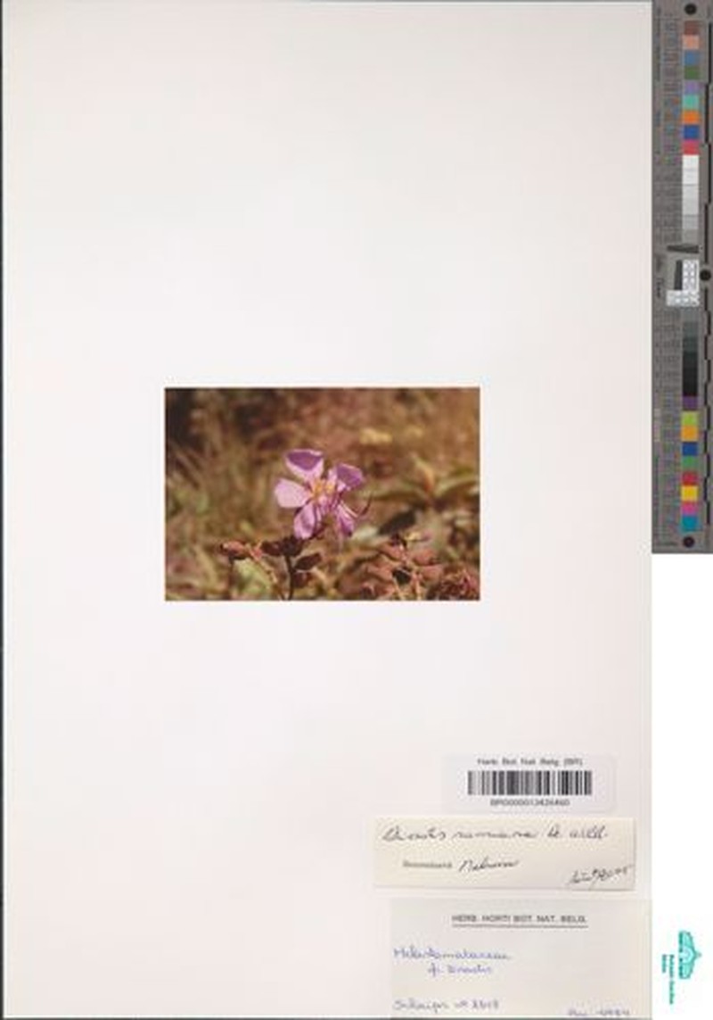 Rosettea aquatica photo 3