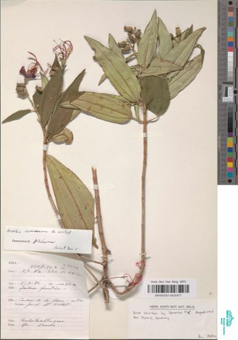 Rosettea aquatica photo 4
