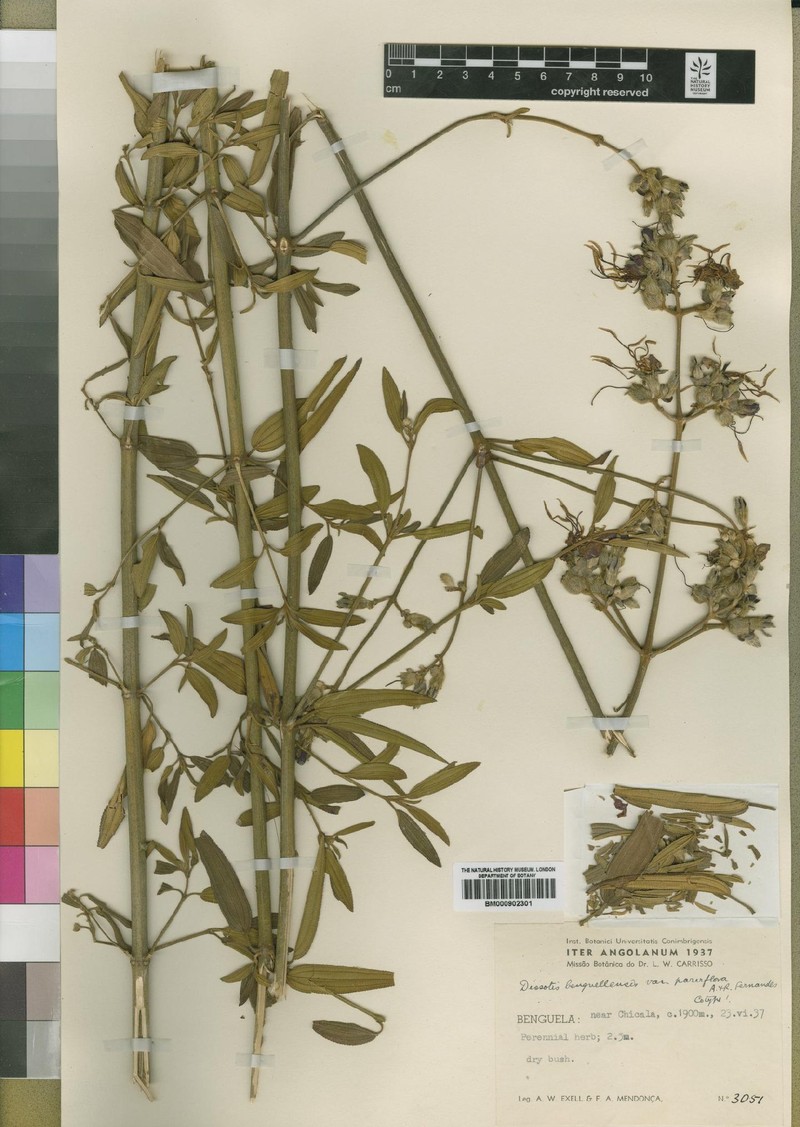 Rosettea benguellensis
