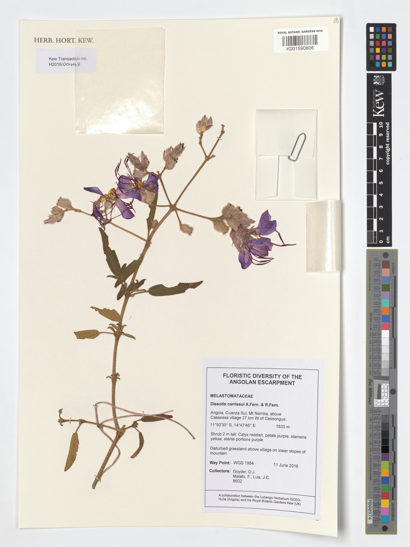 Rosettea carrissoi