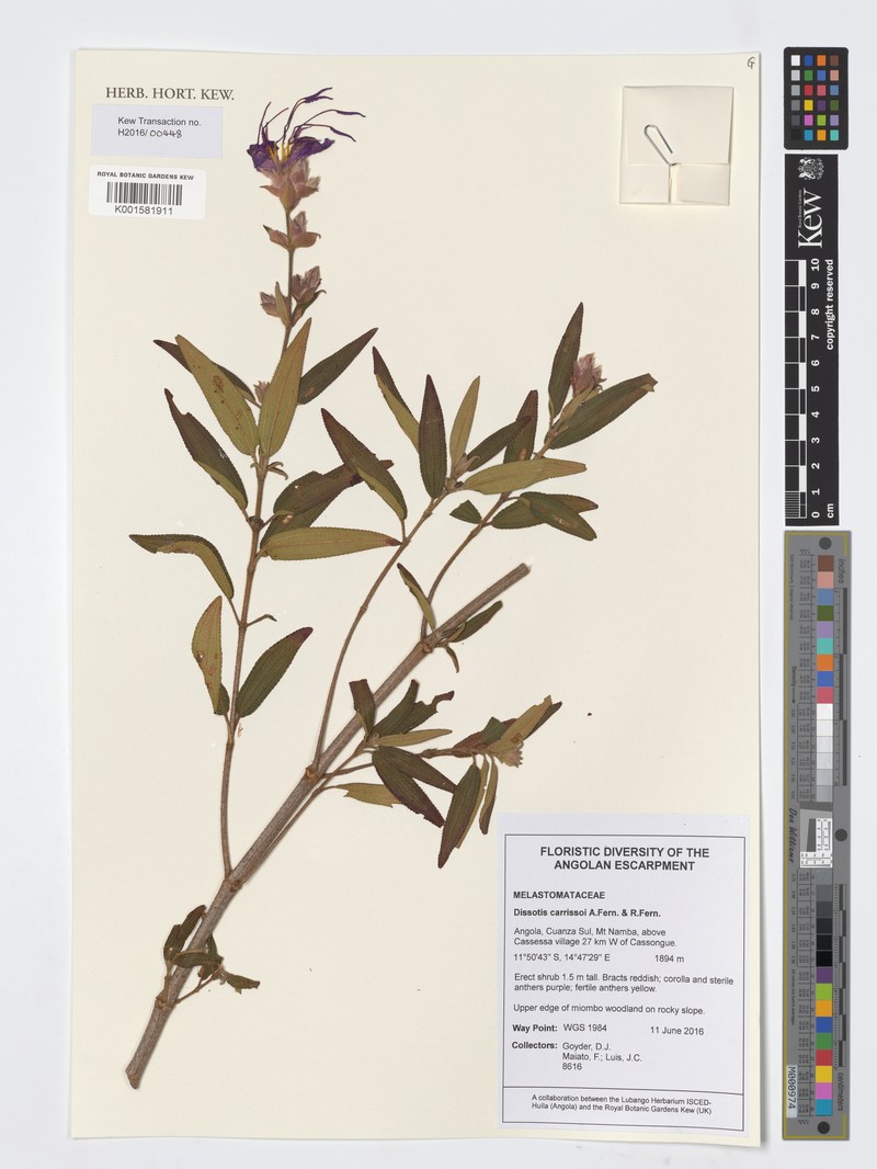 Rosettea carrissoi photo 2
