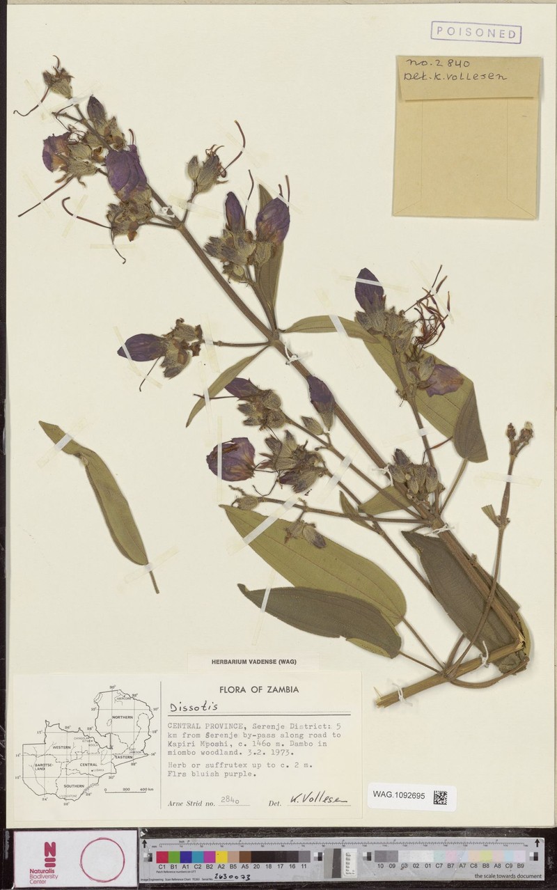 Rosettea carrissoi photo 3