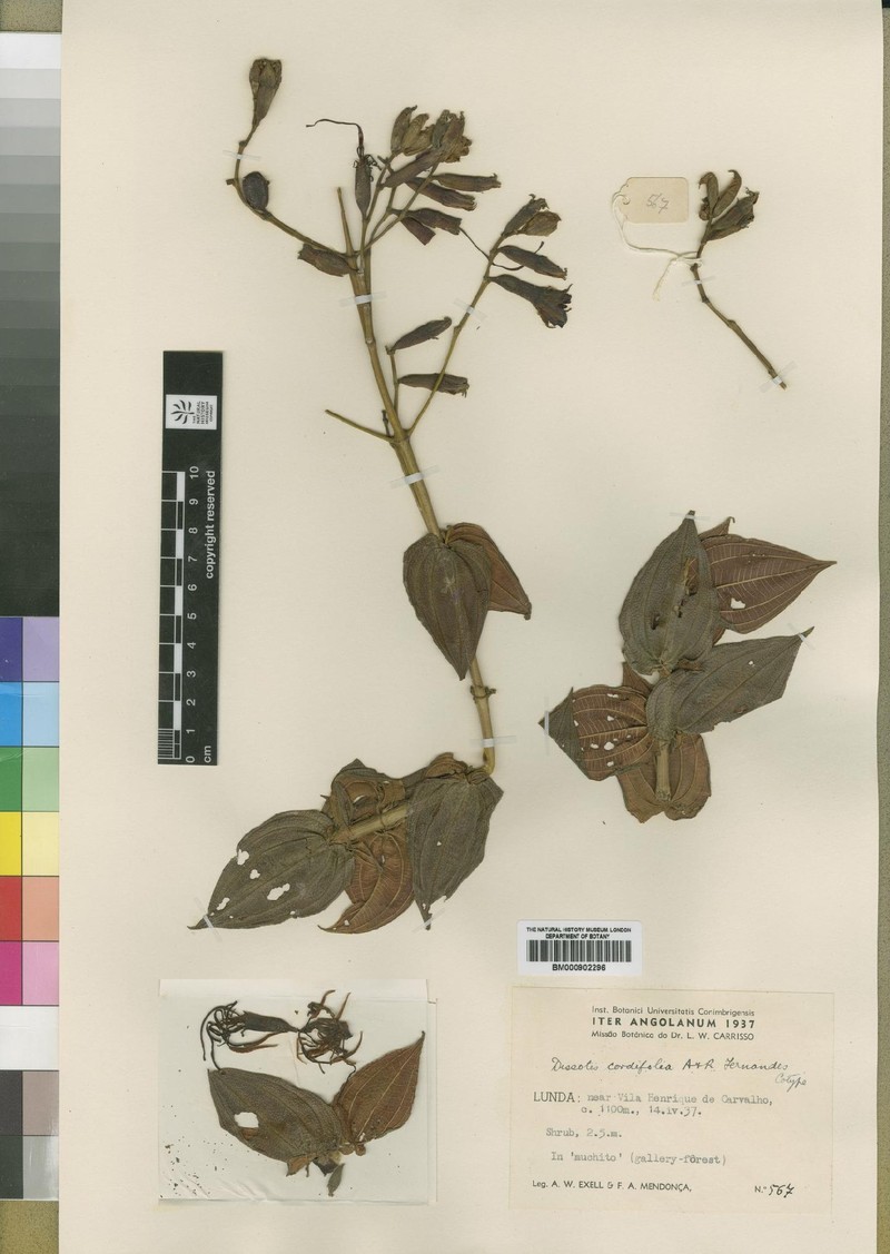 Rosettea cordifolia