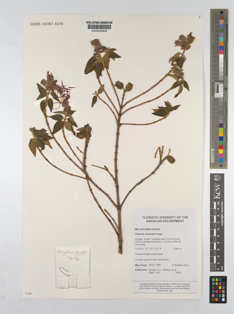 Rosettea crenulata
