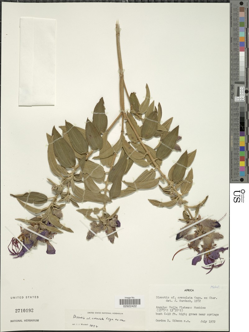 Rosettea crenulata photo 2