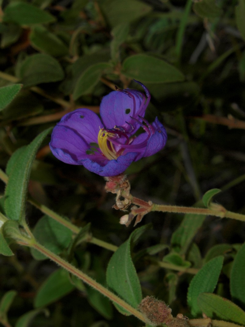 Rosettea denticulata