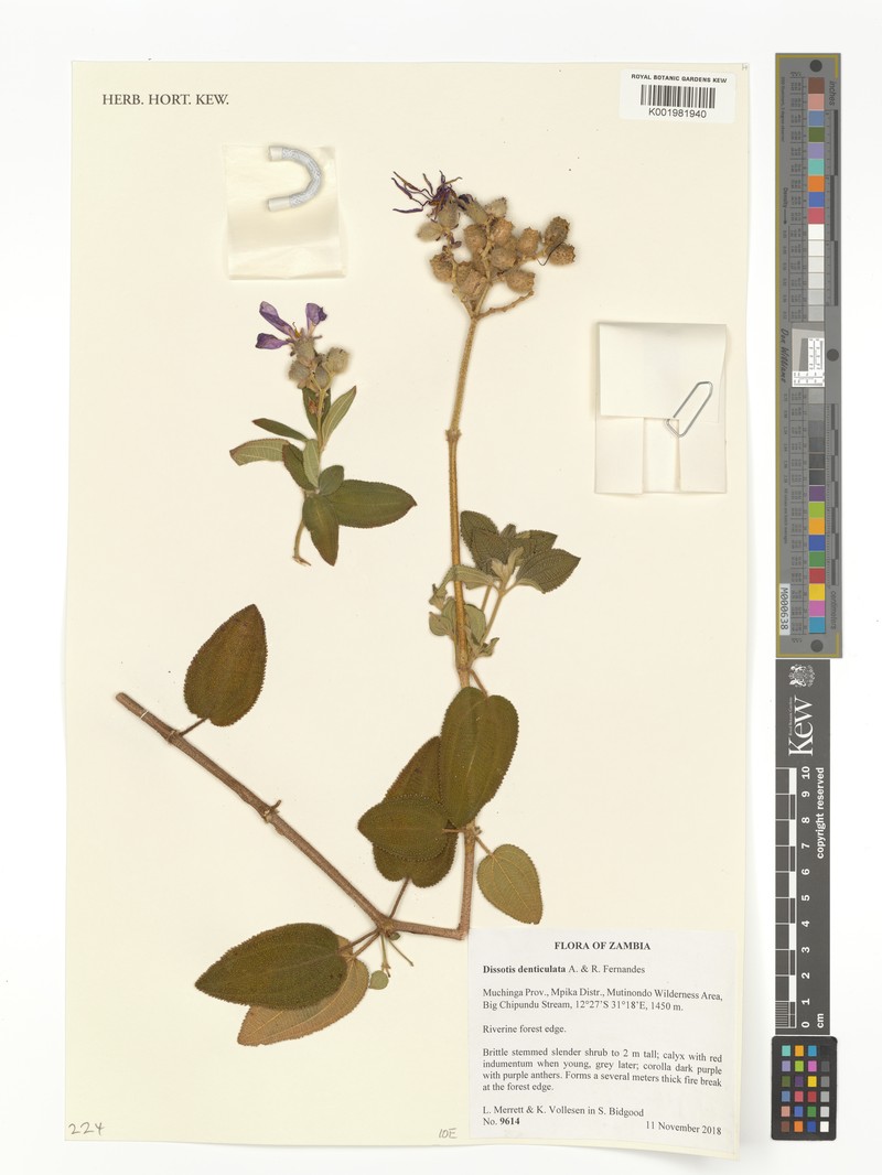 Rosettea denticulata photo 2