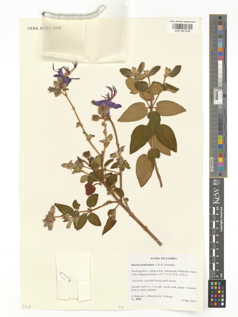 Rosettea denticulata photo 3