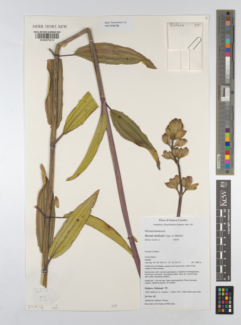 Rosettea elliotii photo 2
