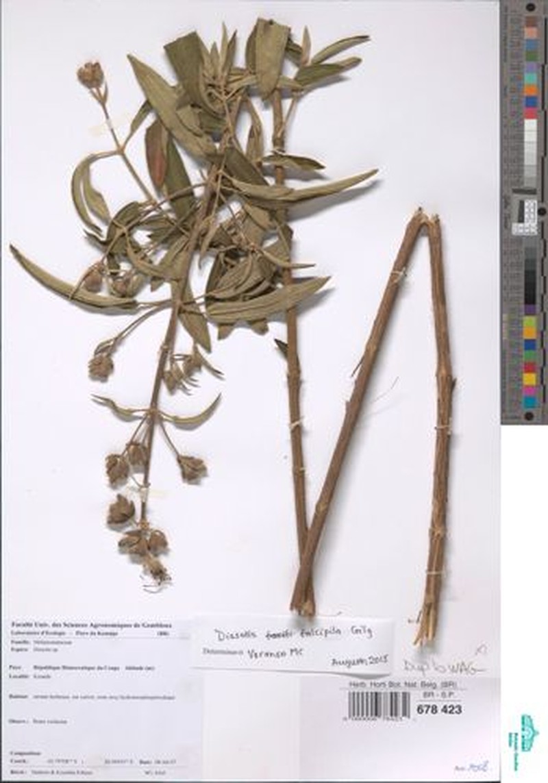 Rosettea falcipila
