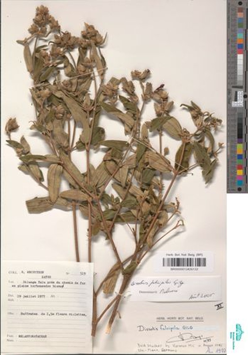 Rosettea falcipila photo 2