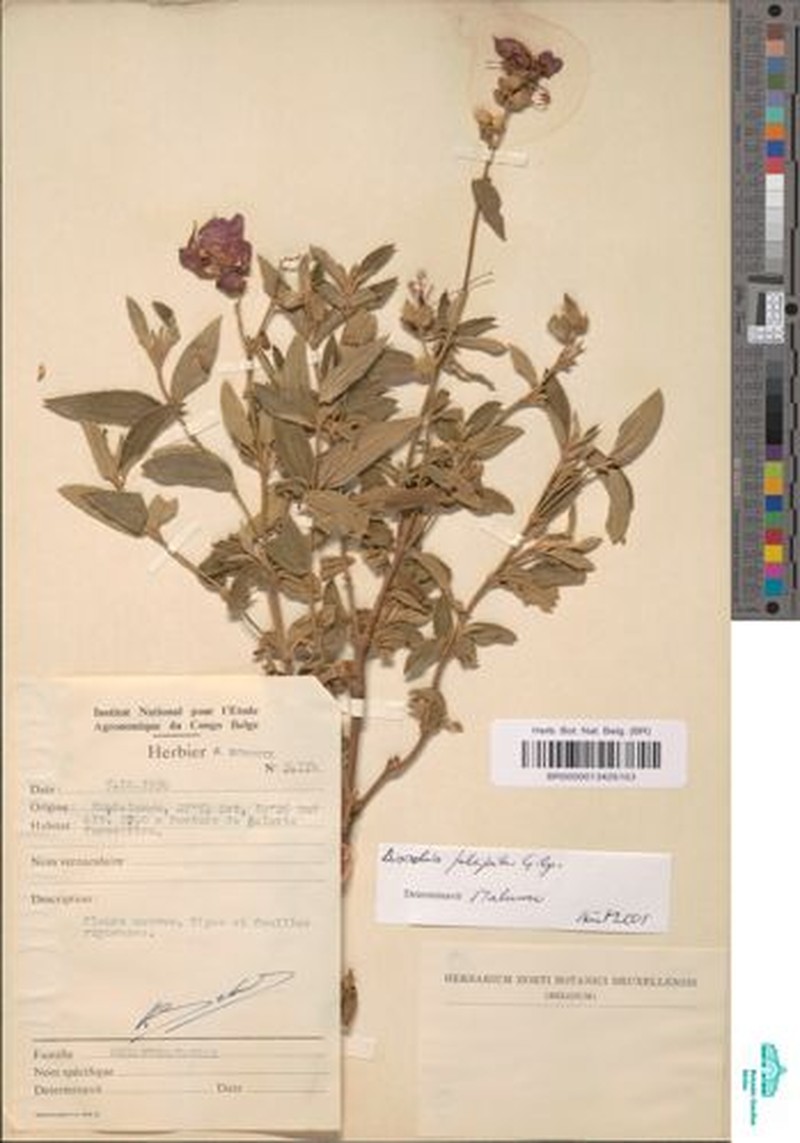 Rosettea falcipila photo 4