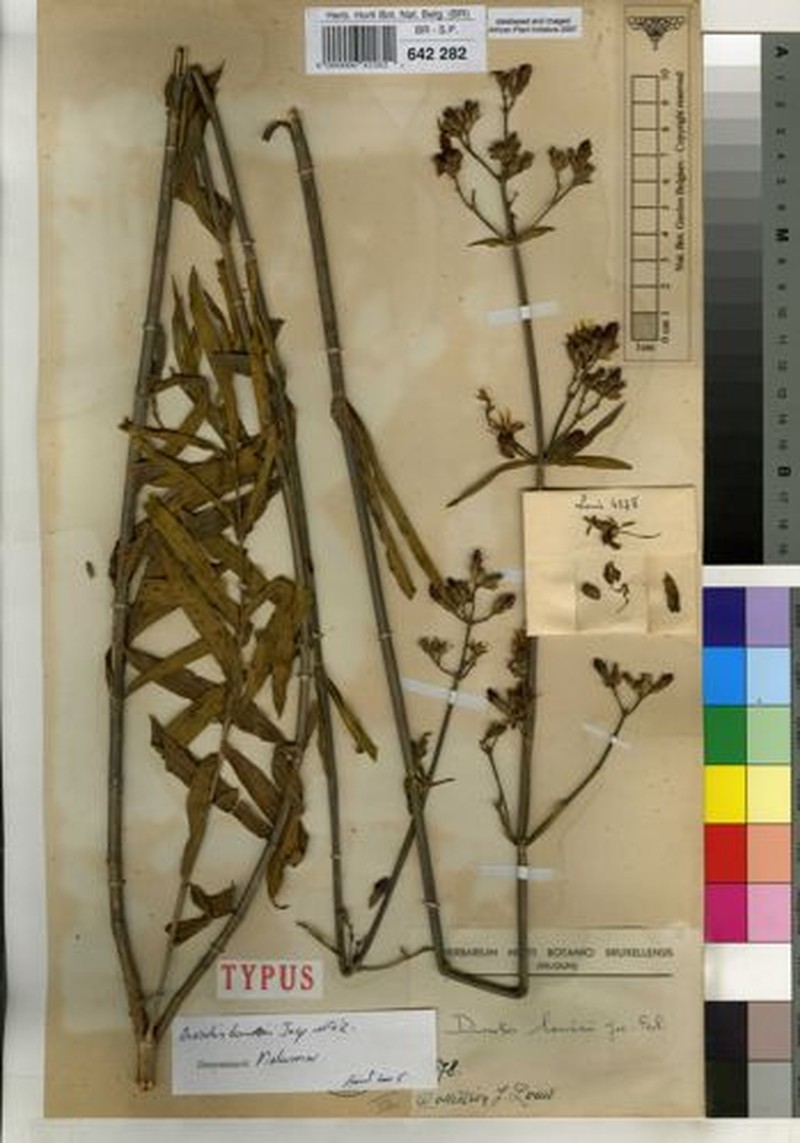 Rosettea louisii