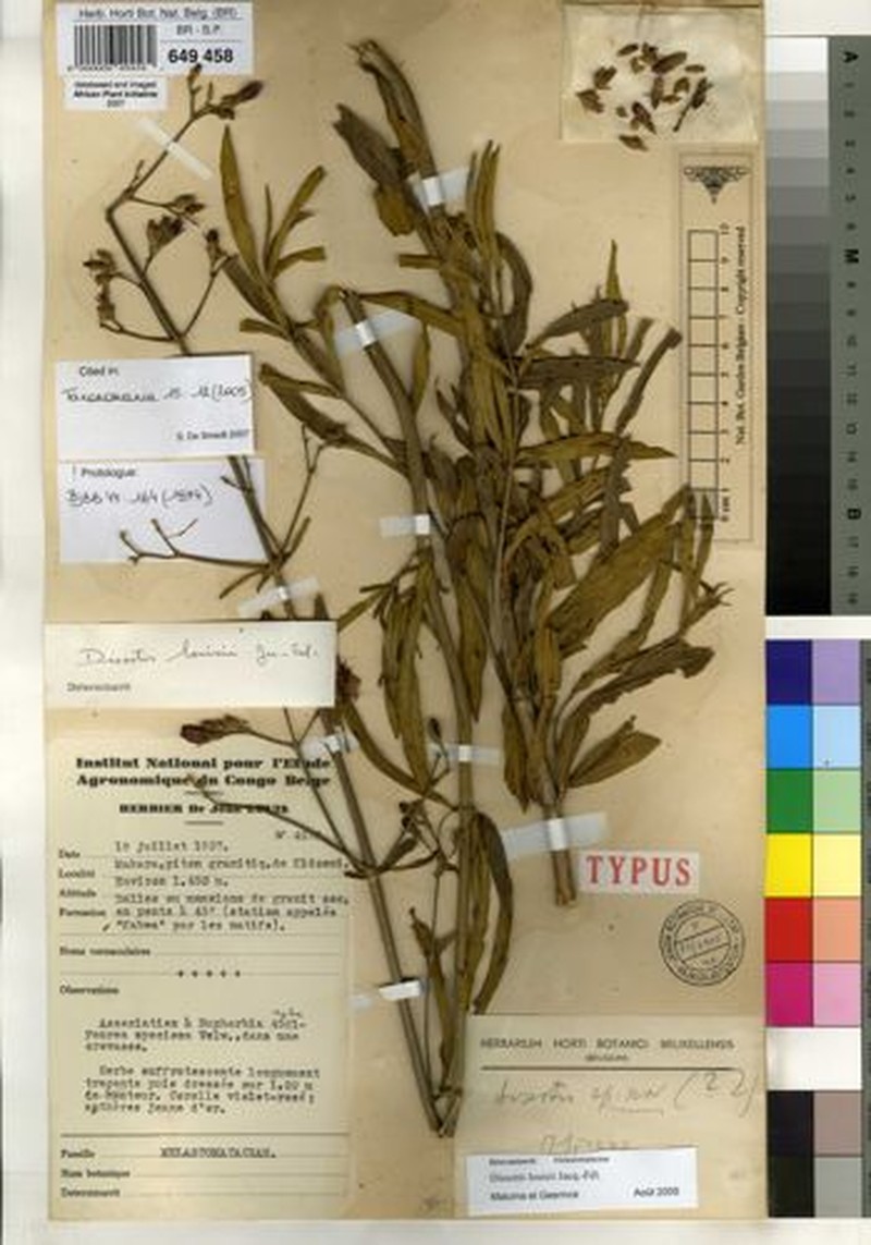Rosettea louisii photo 2