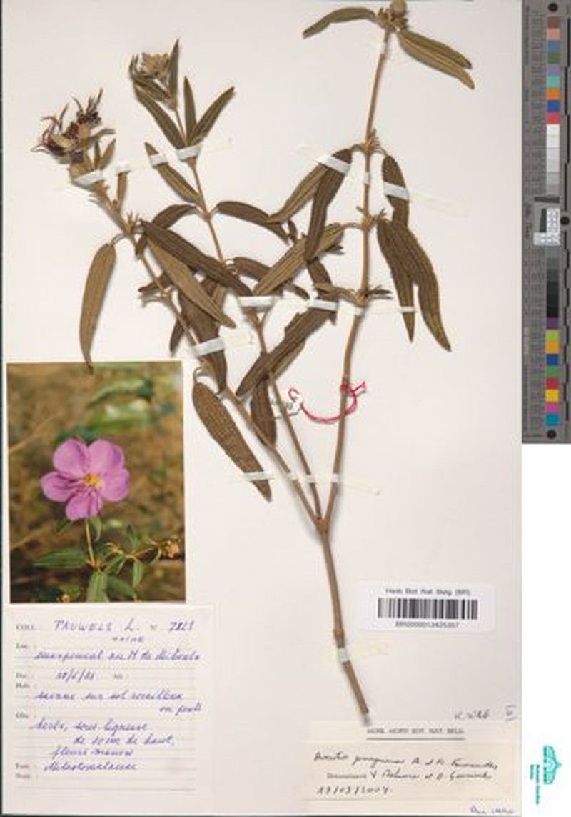 Rosettea peregrina