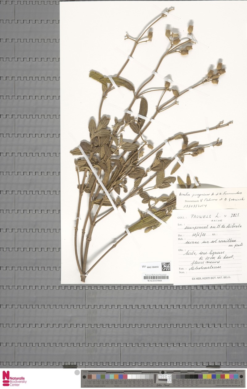 Rosettea peregrina photo 2