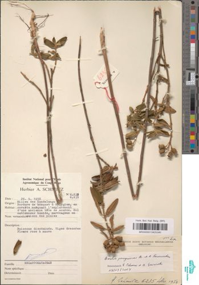 Rosettea peregrina photo 3