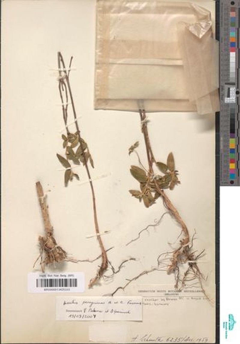 Rosettea peregrina photo 4
