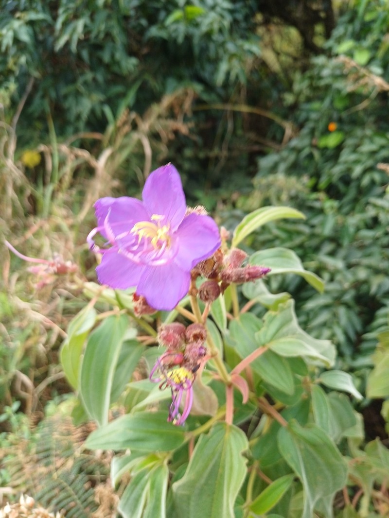 Rosettea princeps photo 3