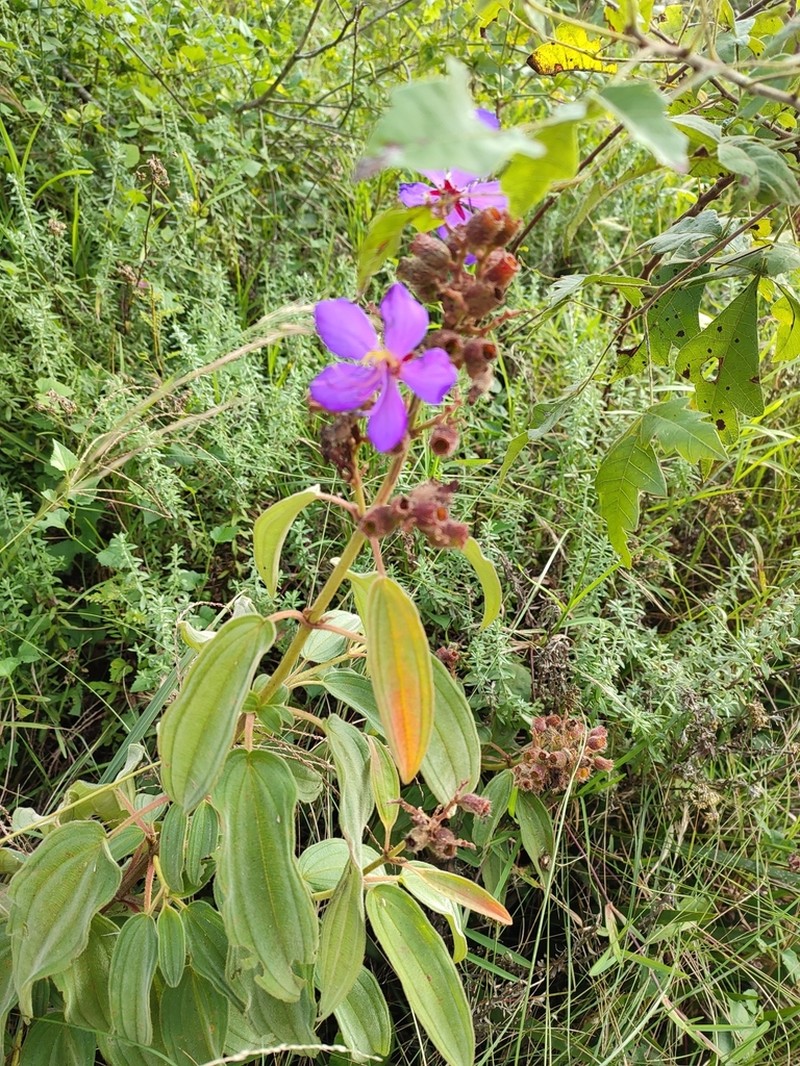 Rosettea princeps photo 4