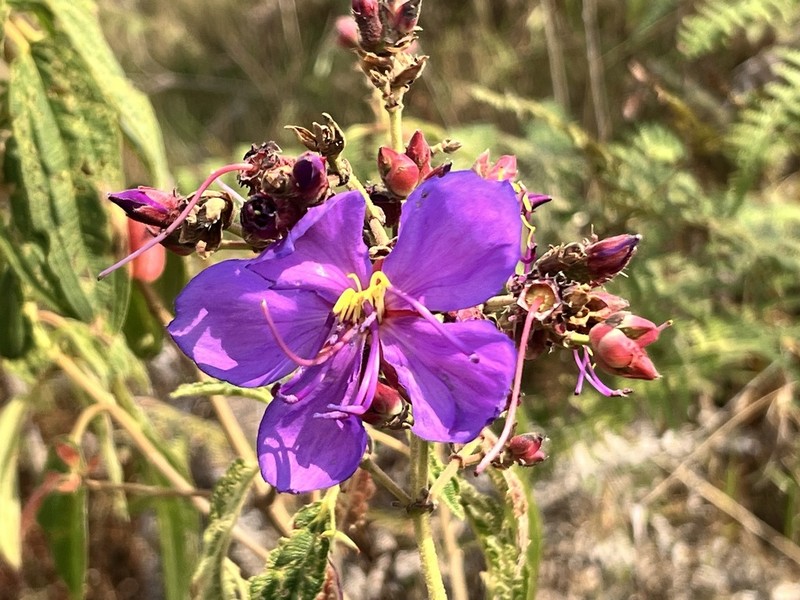 Rosettea princeps photo 5