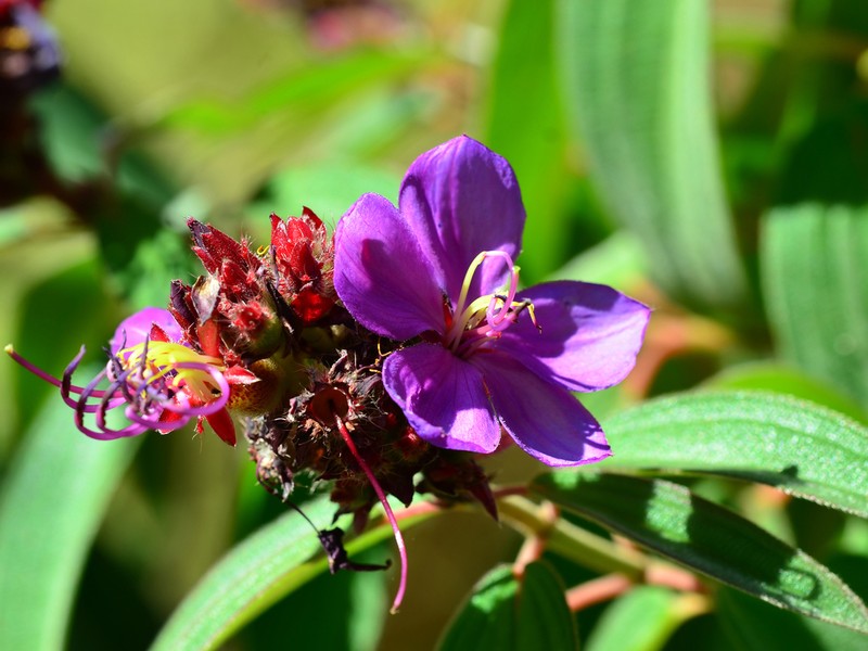 Rosettea princeps photo 6