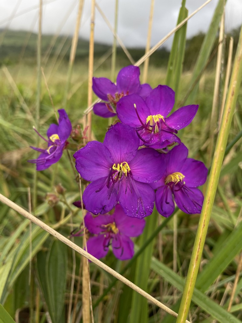Rosettea princeps var. candolleana