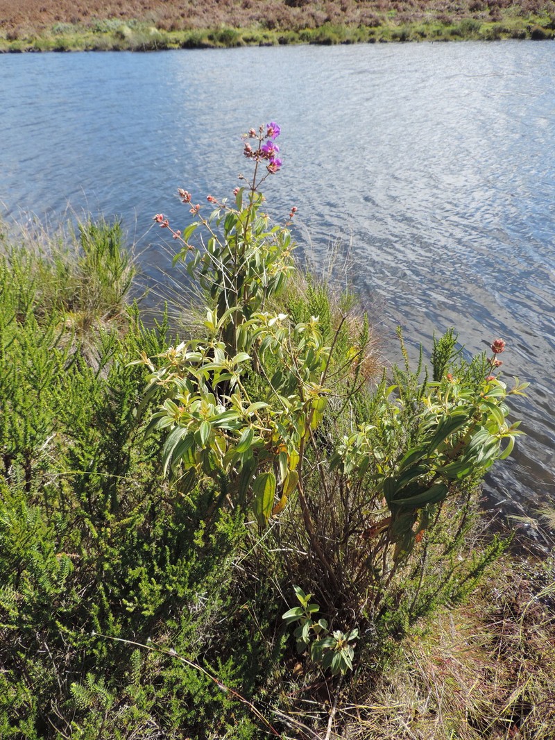 Rosettea princeps var. candolleana photo 2