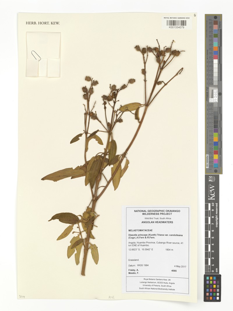 Rosettea princeps var. candolleana photo 3