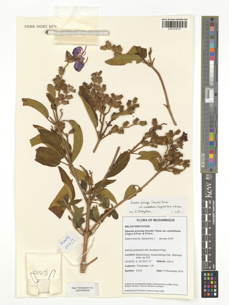 Rosettea princeps var. candolleana photo 4