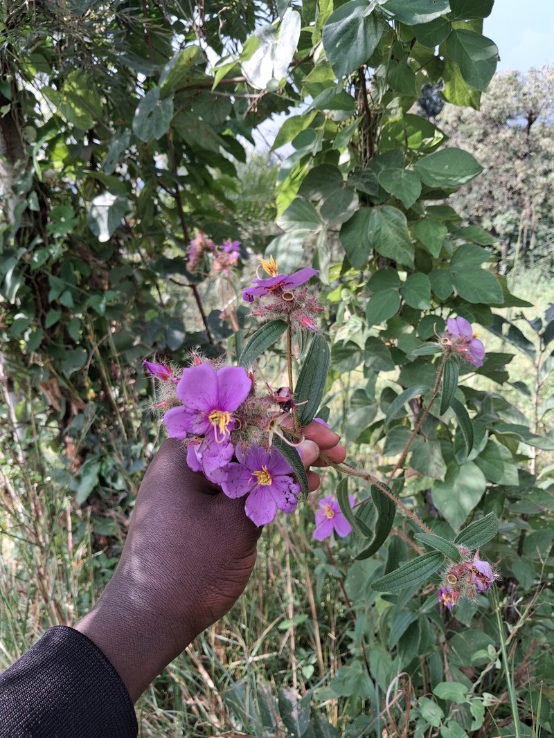 Rosettea princeps var. princeps