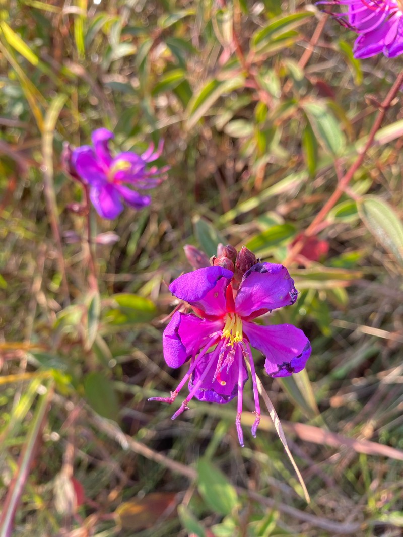 Rosettea pulchra