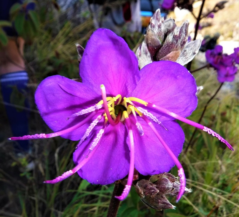 Rosettea pulchra photo 2