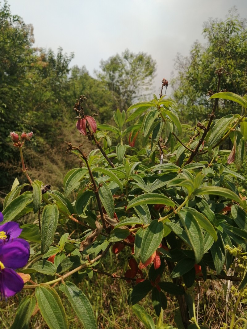 Rosettea pulchra photo 3